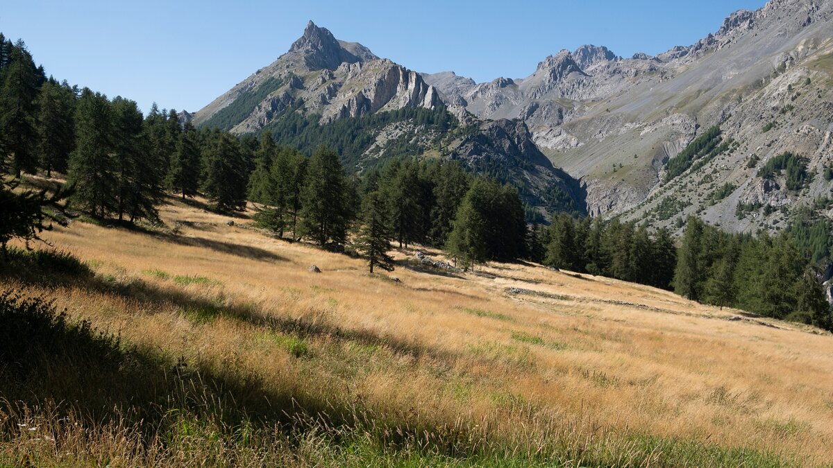 Pascoli e lariceti lungo il percorso