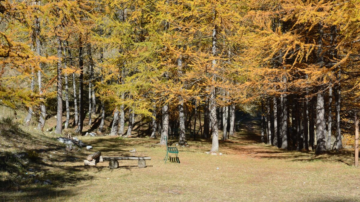 Una panchina tra i larici lungo il Sentiero dell'Amore
